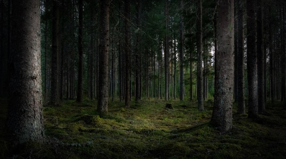 haunted woods in the united states